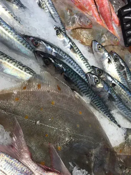 氷の上に並んだ朝どれの魚